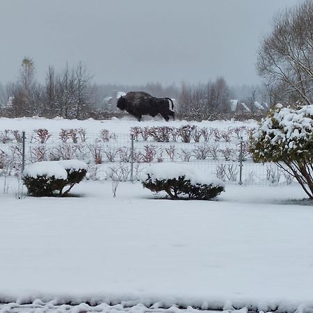 Apartamenty Pod Magnolią Białowieża Zewnętrze zdjęcie