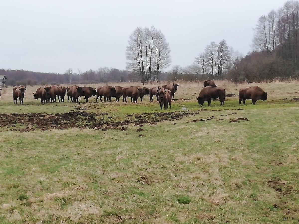 Apartamenty Pod Magnolią Białowieża Zewnętrze zdjęcie